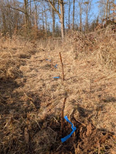 Familien-Waldpflanzaktion Rieth 2026 Setzlinge